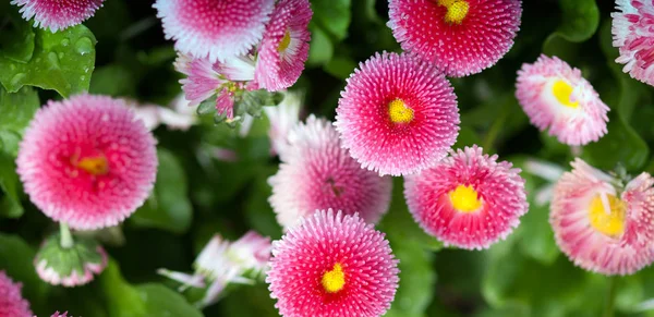 Flowers Garden Cannes France — Stock Photo, Image