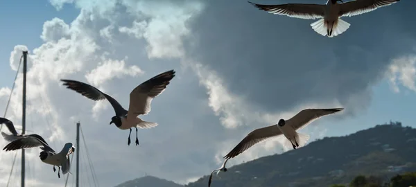 Чайки Сент Томас Американські Віргінські Острови — стокове фото