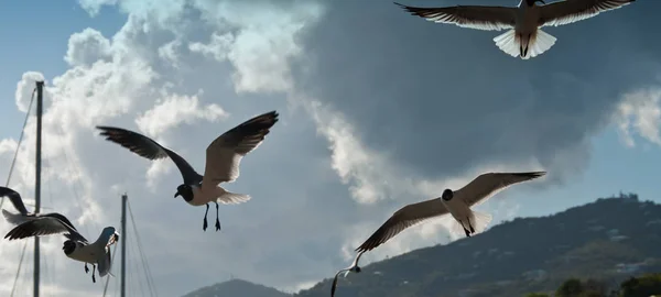 Gaivotas Saint Thomas Ilhas Virgens Americanas — Fotografia de Stock