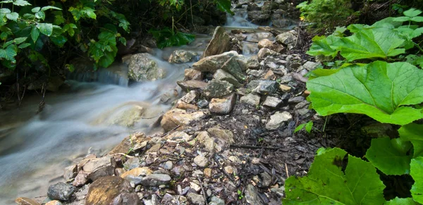 Agua Que Fluye Dentro Los Bosques Dolomitas Italia —  Fotos de Stock