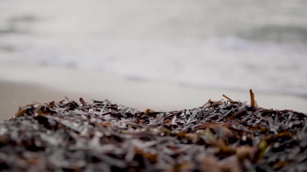 Alghe Sulla Spiaggia Concentrazione Superficiale — Video Stock