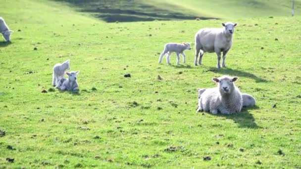 在绿色草地上吃草的羊和小羊 — 图库视频影像