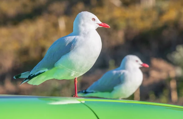 Two Seagulls Relaxing Colorful Car — Stock Photo, Image