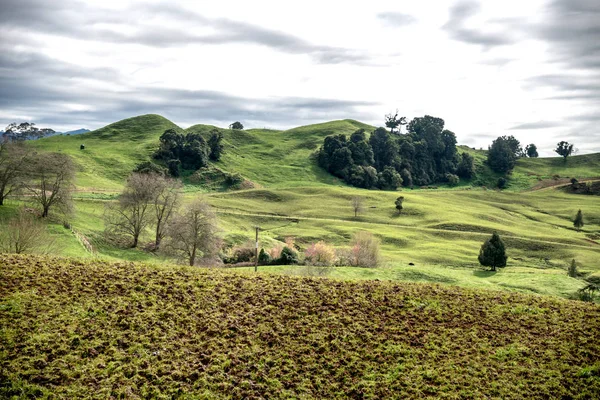 曇りの日にニュージーランドの丘 — ストック写真