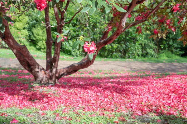 Flores Rojas Cayendo Árbol Una Cama Jardín —  Fotos de Stock
