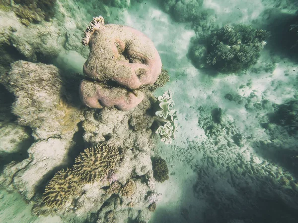 Downward View Corals Underwater Beautful Ocean — Stock Photo, Image