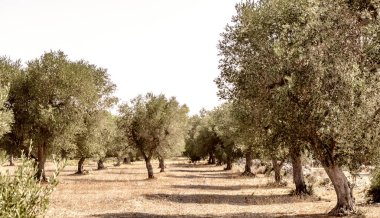 Zeytin ağaçları Apulia, İtalya.