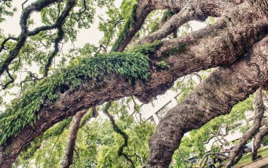 Meşe ağacının dalları üzerinde rahatlatıcı insanlarla güzel park.