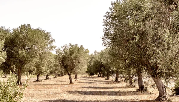 Olivos Apulia Italia — Foto de Stock