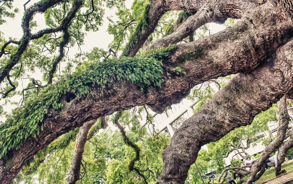 Belo Parque Com Pessoas Relaxantes Nos Galhos Carvalho — Fotografia de Stock