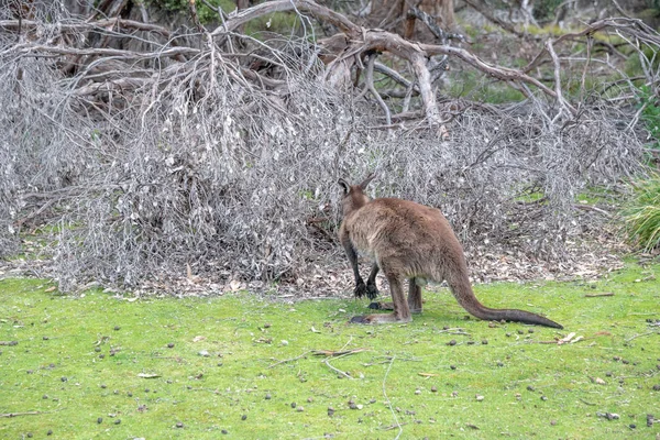 袋鼠站在草地上 澳大利亚 — 图库照片