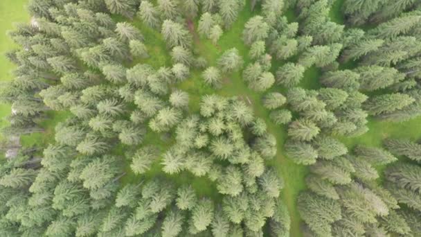 séquences aériennes du ruisseau Kerosene et de la forêt environnante, Nouvelle-Zélande 