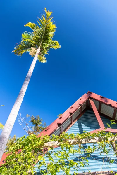 Mooie Tropische Scenario Kleurrijke Huis Met Hoge Palmboom Tegen Een — Stockfoto