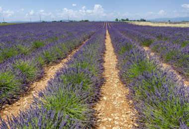 Lavanta meadows yaz, Provence, Fransa.