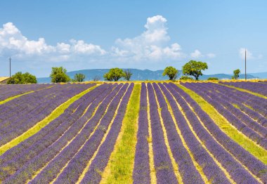 Lavanta meadows yaz, Provence, Fransa.