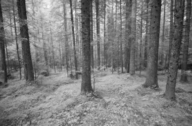 Çam ağaçları orman kızılötesi görünümü.