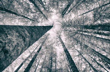 Çam ağaçları orman kızılötesi görünümü.