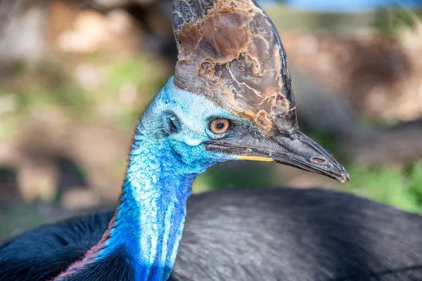 Cassowary Com Fundo Madeiras Austrália — Fotografia de Stock