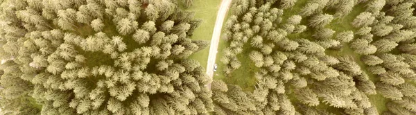 Вид Сверху Вниз Сосновые Леса — стоковое фото