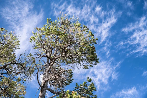 Beau Pin Contre Ciel Bleu Avec Nuages — Photo