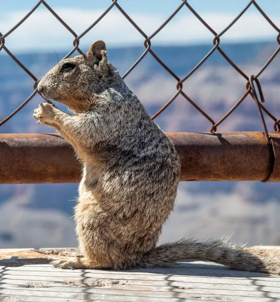 Eichhörnchen Auf Einem Hölzernen Pfad Der Grand Canyon Mit Metallzaun — Stockfoto