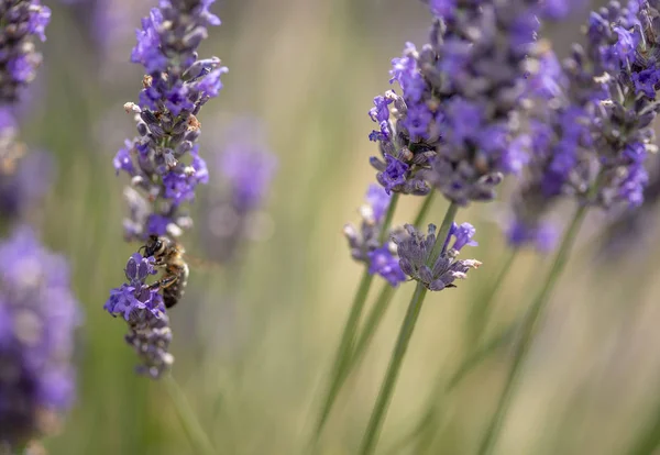 Closeup Lavender Meadows França — Fotografia de Stock
