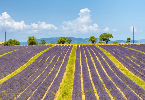 Lawendowy Łąki Lecie Provence Francja — Zdjęcie stockowe