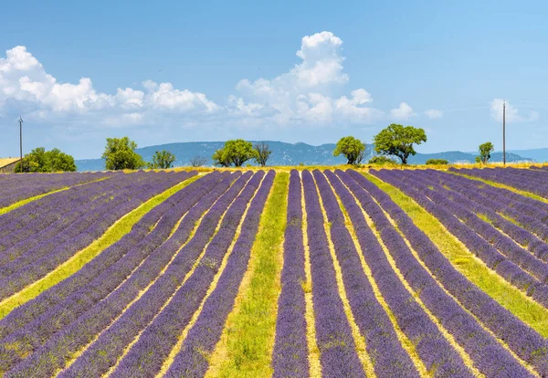 Prados Lavanda Verano Provenza Francia — Foto de Stock