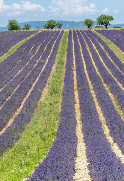 Lavanta Meadows Yaz Provence Fransa — Stok fotoğraf