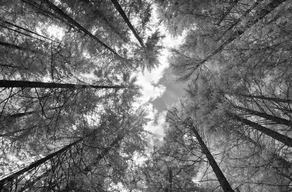 Podczerwony Widok Drzewa Sosnowego Lasu — Zdjęcie stockowe