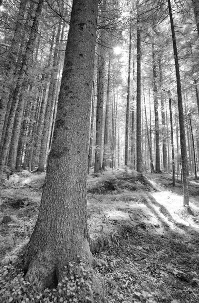 Infrarood Uitzicht Pine Bomen Bos — Stockfoto