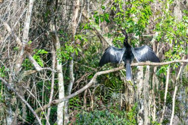Ağaçlar ve su Everglases bataklık ile büyük mavi balıkçıl.
