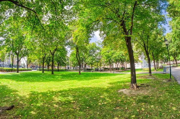 Prachtige Bomen Een Stadspark Zomerseizoen — Stockfoto