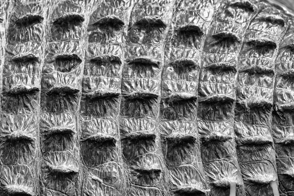 Back of a crocodile skin, downward view