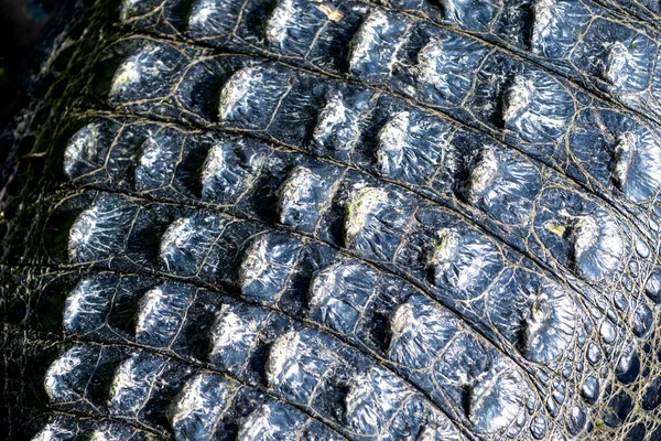 Zadní Krokodýlí Kůže — Stock fotografie