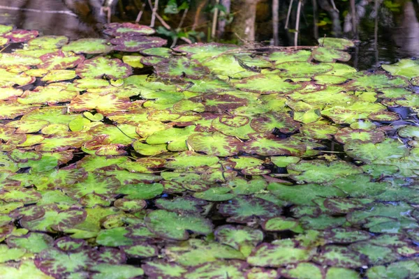 Swamp Vegetation Näckros Med Gröna Blad Vattenytan — Stockfoto