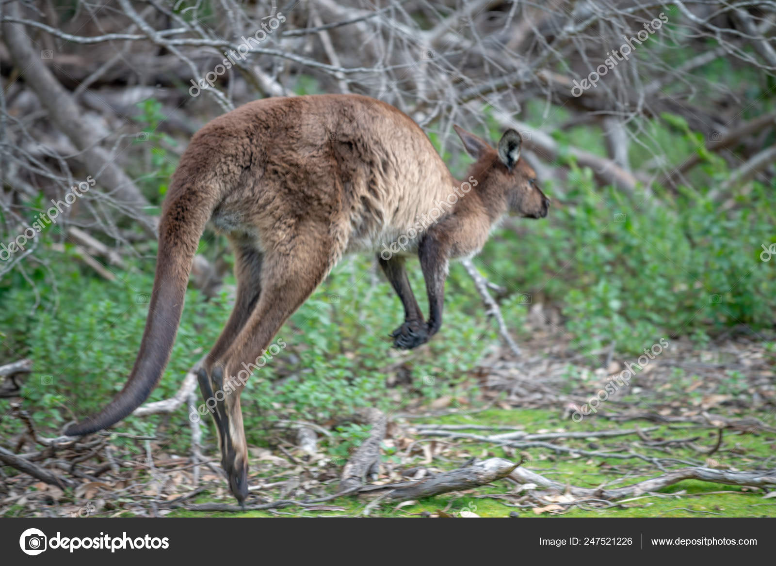 Kangaroo Jumping On The Grass Stock Photo By C Jovannig 247521226
