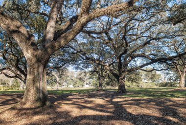 Meşe Sokağı Plantation, Louisiana.
