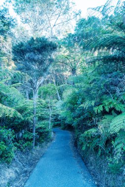 Tropikal Orman boyunca güzel sokak
