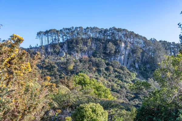 美しい丘とニュージーランドの木 — ストック写真