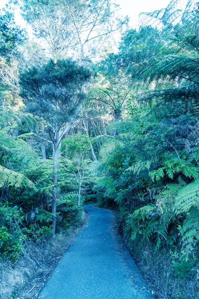 Piękna aleja w lesie tropikalnym — Zdjęcie stockowe