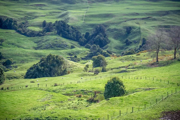 Schöne Hügel Und Bäume Von Neuseeland — Stockfoto
