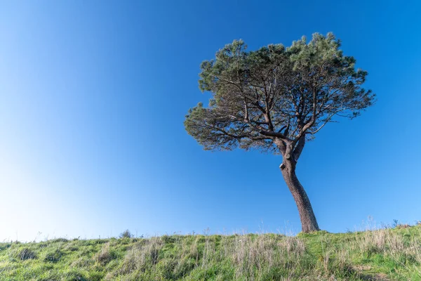 Arbre solitaire sur une colline — Photo