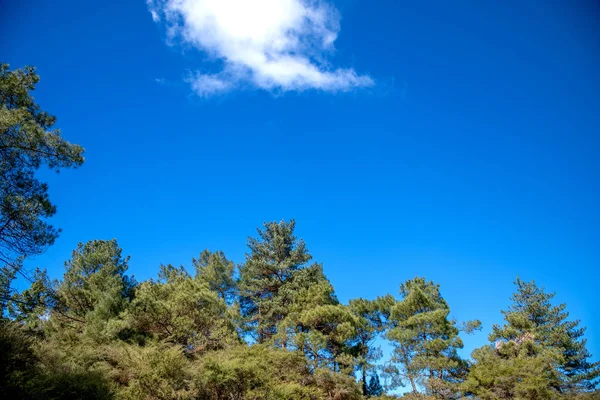 Borovicemi proti krásná modrá obloha s mraky — Stock fotografie