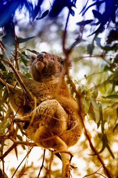 Koala, egy fán, Ausztrália — Stock Fotó