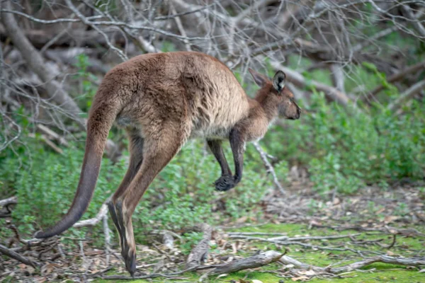 Çimenlerin üzerinde atlama kanguru — Stok fotoğraf