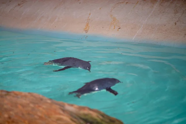 Pingüinos nadando en el agua — Foto de Stock