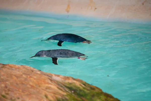 Pinguins nadando na água — Fotografia de Stock