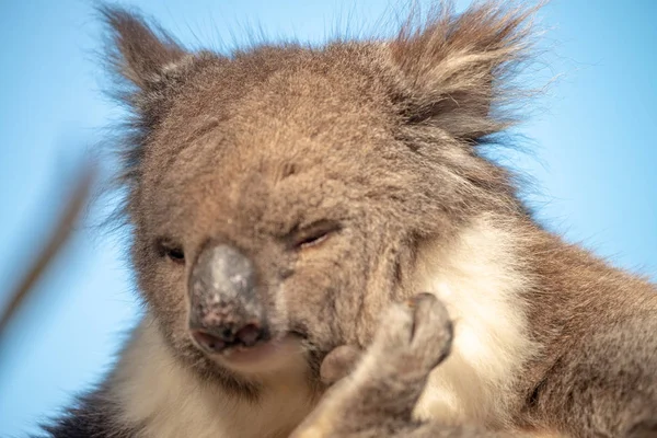 Koala, egy fán, Ausztrália — Stock Fotó