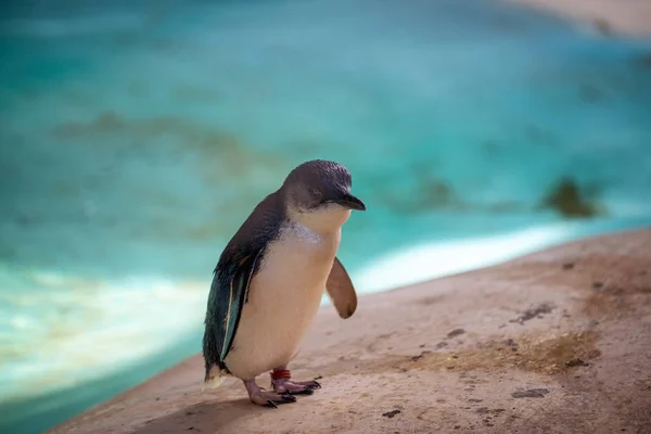 Πιγκουίνος στέκεται κοντά στο νερό — Φωτογραφία Αρχείου